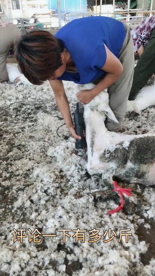 育肥羊爆料视频最新,揭秘养殖场惊人内幕 第2张 育肥羊爆料视频最新,揭秘养殖场惊人内幕 第2张