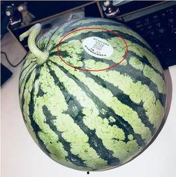 网红吃瓜素材,盘点那些年我们追过的“瓜” 第2张 网红吃瓜素材,盘点那些年我们追过的“瓜” 第2张