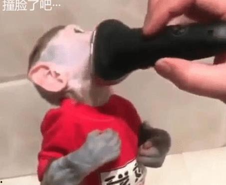 剃剃毛视频在线观看,揭秘毛发护理的全新体验