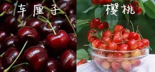 美国版樱桃在线观看,在线观看带你领略异国风情 第2张 美国版樱桃在线观看,在线观看带你领略异国风情 第2张