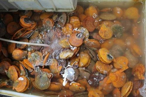 海鲜加工爆料方法视频大全,视频大全揭秘海鲜加工全过程  第2张 海鲜加工爆料方法视频大全,视频大全揭秘海鲜加工全过程  第2张