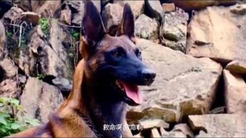 战犬在线观看,忠诚守护,热血征途