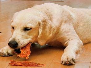 狗狗最新爆料视频下载安装,揭秘萌宠日常,萌态百出引网友热议  第3张 狗狗最新爆料视频下载安装,揭秘萌宠日常,萌态百出引网友热议  第3张