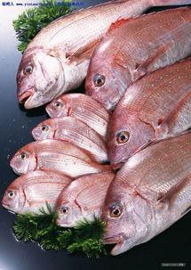 多鱼视频爆料是真的吗,真相究竟如何?  第2张 多鱼视频爆料是真的吗,真相究竟如何?  第2张