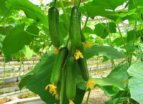 绵阳网红吃瓜群微信,揭秘网络社交圈的趣味与争议  第3张 绵阳网红吃瓜群微信,揭秘网络社交圈的趣味与争议  第3张