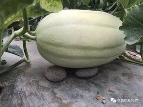 免费吃瓜怎么找渠道,轻松找到海量瓜源攻略 第2张 免费吃瓜怎么找渠道,轻松找到海量瓜源攻略 第2张