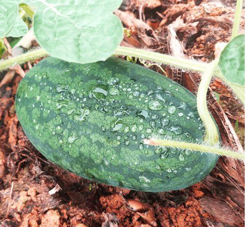 免费吃瓜怎么找渠道,轻松找到海量瓜源攻略 第3张 免费吃瓜怎么找渠道,轻松找到海量瓜源攻略 第3张