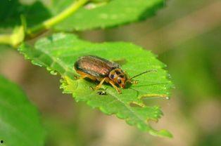俄罗斯爆料昆虫计划视频,俄罗斯神秘视频曝光惊人内幕  第2张 俄罗斯爆料昆虫计划视频,俄罗斯神秘视频曝光惊人内幕  第2张