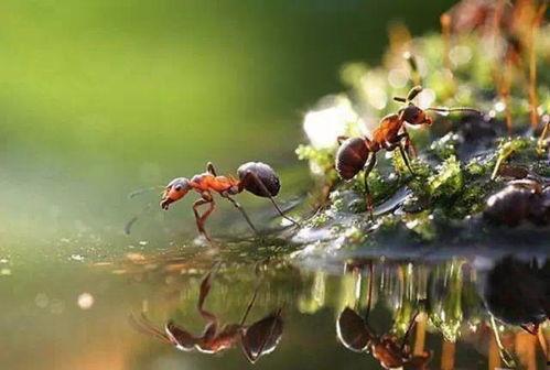 俄罗斯爆料昆虫计划视频,俄罗斯神秘视频曝光惊人内幕  第3张 俄罗斯爆料昆虫计划视频,俄罗斯神秘视频曝光惊人内幕  第3张