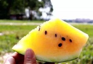 微信黄色瓜免费吃瓜 第3张 微信黄色瓜免费吃瓜 第3张