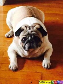 巴哥线索爆料最新消息,最新热点事件内幕大揭秘 第3张 巴哥线索爆料最新消息,最新热点事件内幕大揭秘 第3张