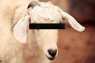 www人兽交在线观看,一场禁忌话题的深度探讨 第3张 www人兽交在线观看,一场禁忌话题的深度探讨 第3张