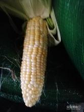 娱乐吃瓜酱玉米,揭秘娱乐圈那些鲜为人知的幕后故事 第3张 娱乐吃瓜酱玉米,揭秘娱乐圈那些鲜为人知的幕后故事 第3张