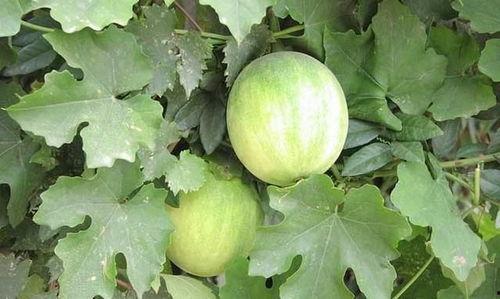 全国各地免费吃瓜爆料资源群,免费吃瓜爆料资源群大揭秘