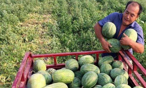 全国各地免费吃瓜爆料资源群,免费吃瓜爆料资源群大揭秘 第3张 全国各地免费吃瓜爆料资源群,免费吃瓜爆料资源群大揭秘 第3张