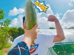 网红在线吃瓜意味什么,在线吃瓜背后的社交现象解析 第3张 网红在线吃瓜意味什么,在线吃瓜背后的社交现象解析 第3张