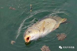 鲤鱼养殖爆料视频播放网站,海量资源助您轻松掌握养殖技巧  第1张