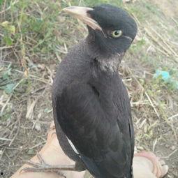 八哥新版本爆料视频大全,功能升级与亮点解析  第2张