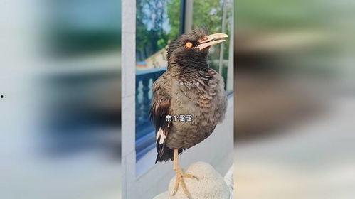 八哥新版本爆料视频大全,功能升级与亮点解析  第3张