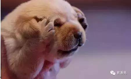 累充宠物最新爆料 第3张 累充宠物最新爆料 第3张